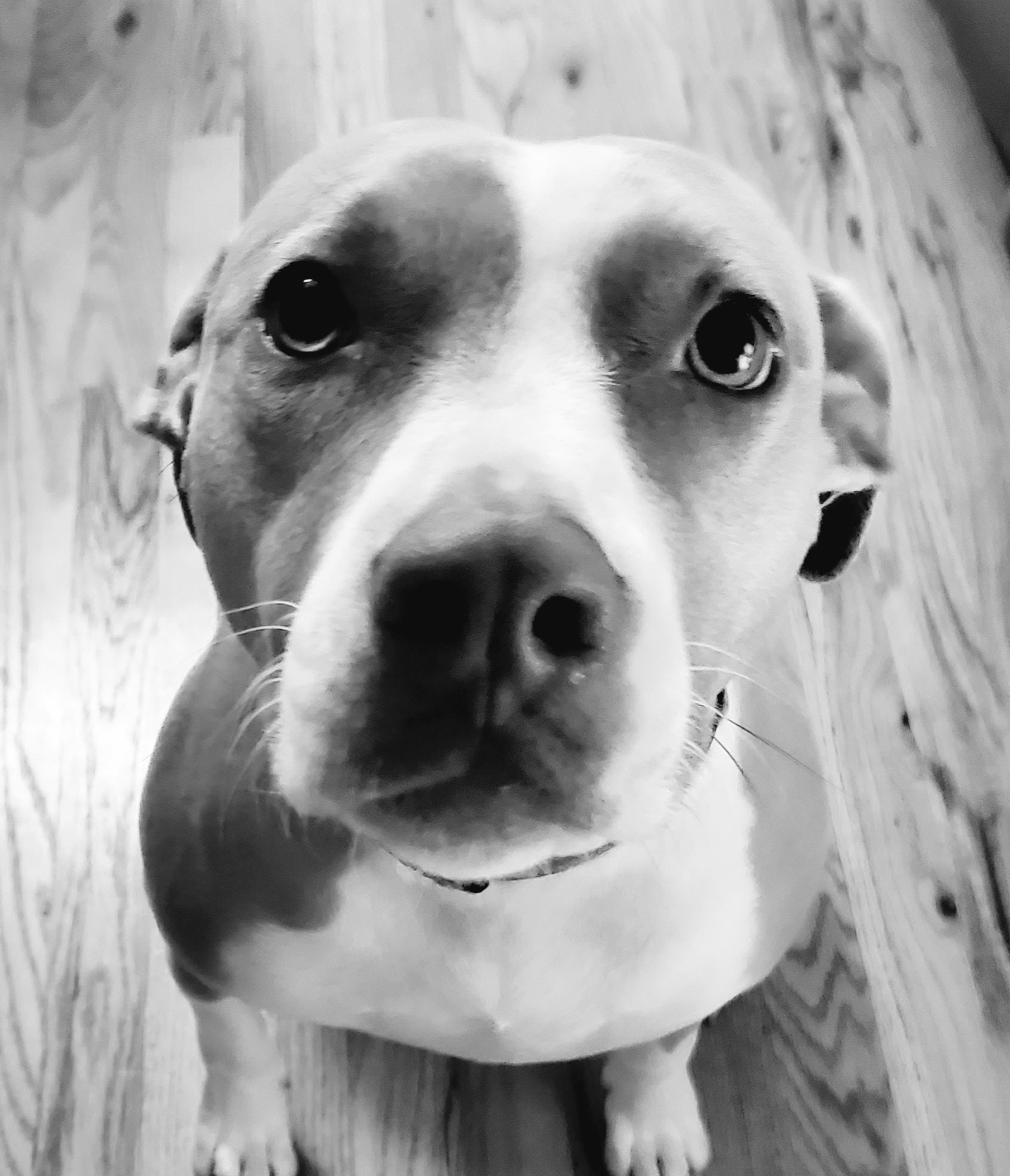 Stella, a dog who inspired the Pet Insurance Partnership